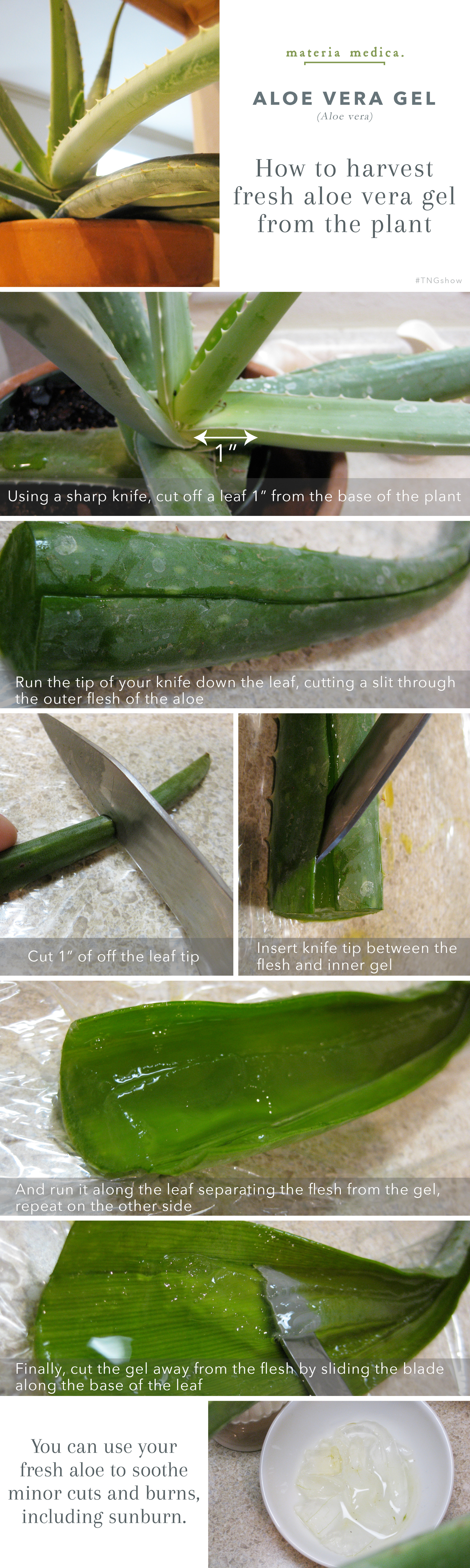 How to Harvest Fresh Aloe Vera Gel from katienormalgirl.com