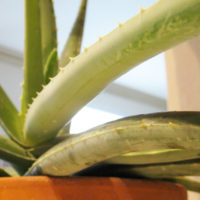 How to Harvest Fresh Aloe Vera Gel with Katie Normal Girl