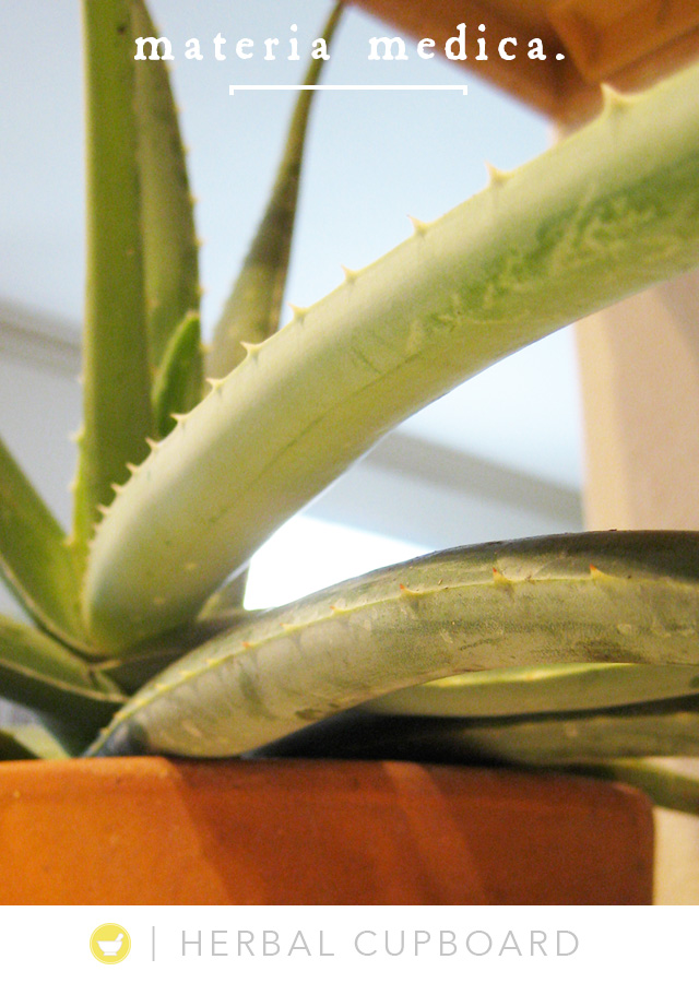 How to Harvest Fresh Aloe Vera Gel with Katie Normal Girl