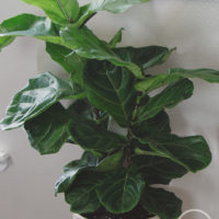 Caring for a Fiddle Leaf Fig Tree from katie: normal girl