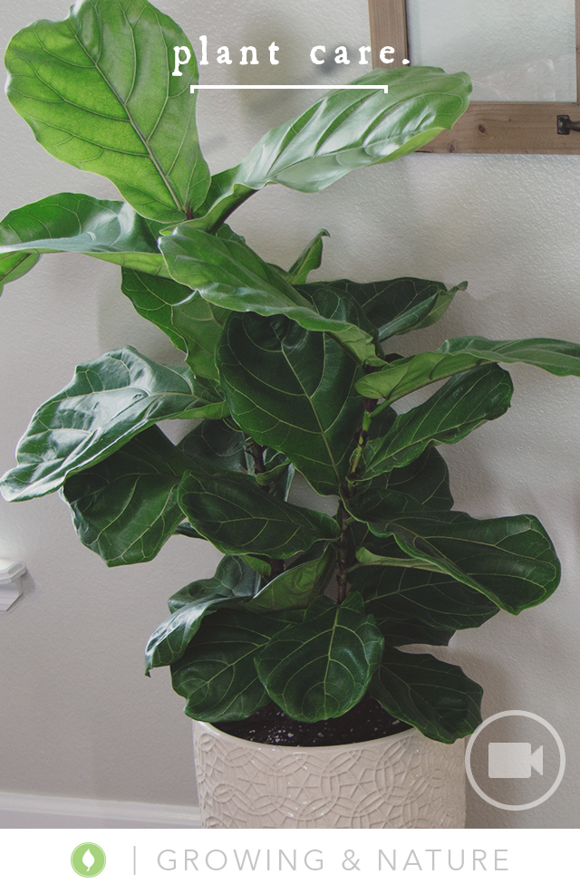 Caring for a Fiddle Leaf Fig Tree from katie: normal girl