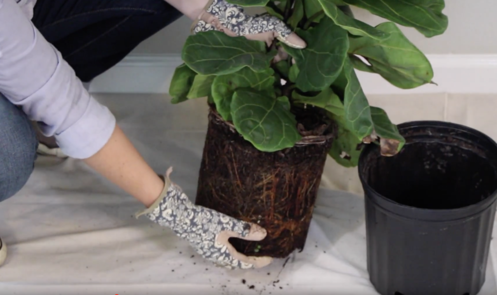 Caring for a Fiddle Leaf Fig Tree loosening the soil from katie normal girl