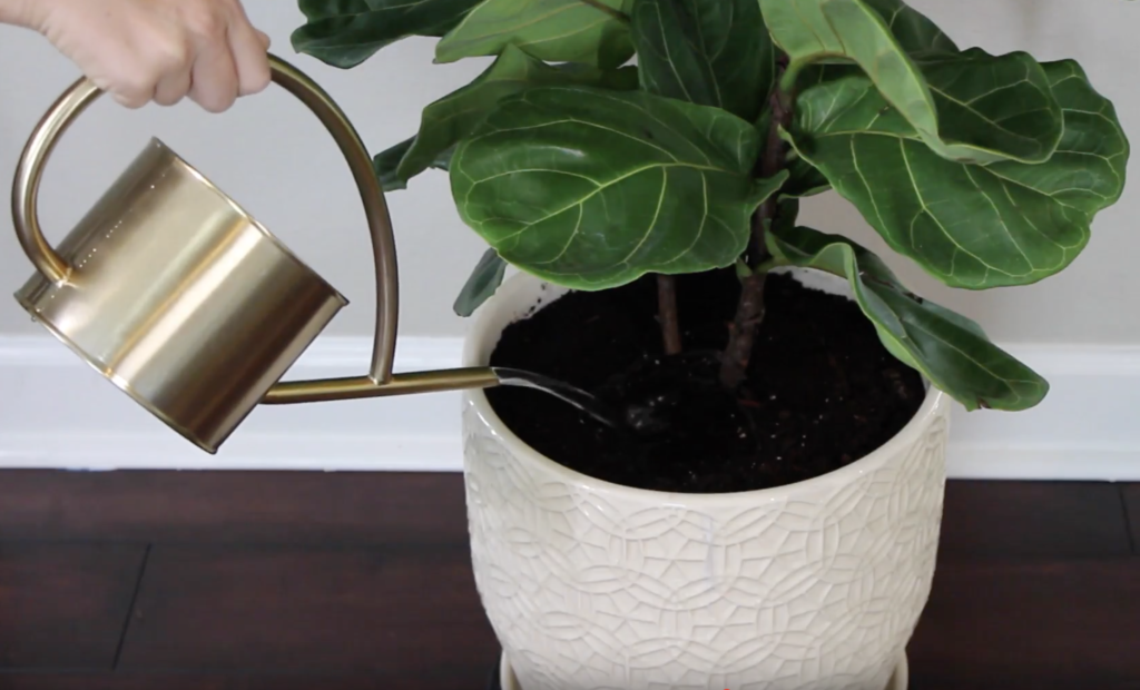 Caring for a Fiddle Leaf Fig Tree watering regularly from katie normal girl