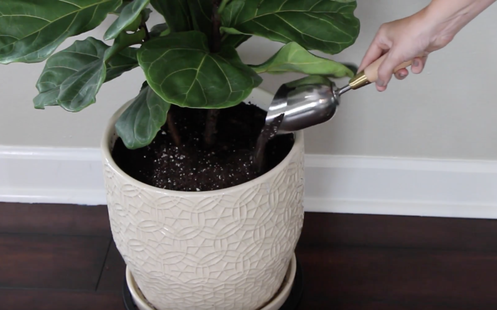Caring for a fiddle leaf fig tree adding compost from katie normal girl