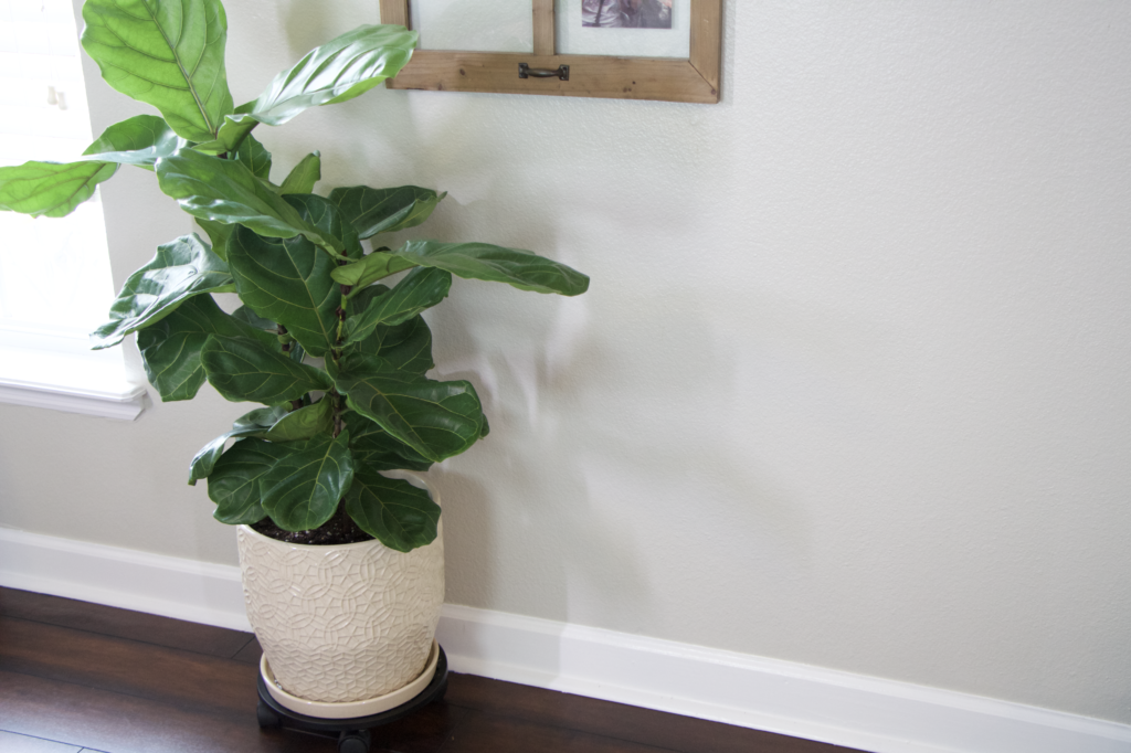 Caring for a fiddle leaf fig tree finding a location from katie normal girl